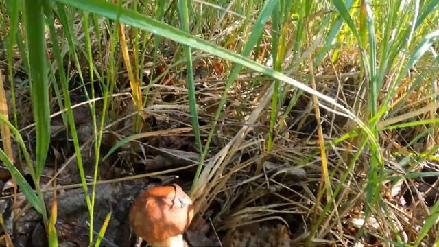 Первые грибы: подосиновики и уклейка смотреть онлайн