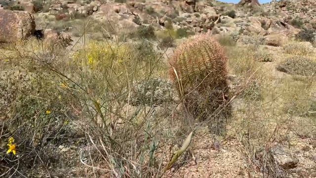 Cactus quest in 29 palms / Joshua tree California смотреть онлайн