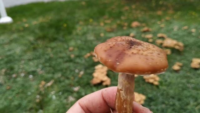 Грибы в Польше