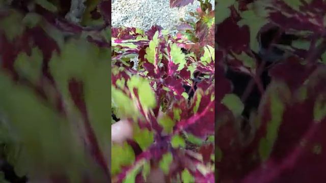 Coleus collection by heavenly garden смотреть онлайн