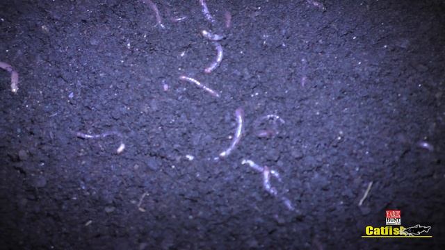 #ярикандерсон?РАЗВЕДЕНИЕ ЧЕРВЕЙ ДЕНДРОБЕНА В КРАСНОДАРЕ ДЛЯ РЫБАЛКИ НА СОМА - НОВЫЙ ПРОЭКТ смотреть онлайн