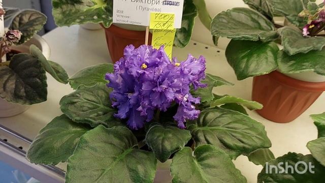 11.05.23./НОВИНКИ/Выставка фиалок(МК) в Доме фиалок на Пятницкой#фиалки#выставка# смотреть онлайн