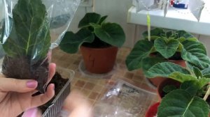 Укоренение листиков Глоксиний в zip-пакетах