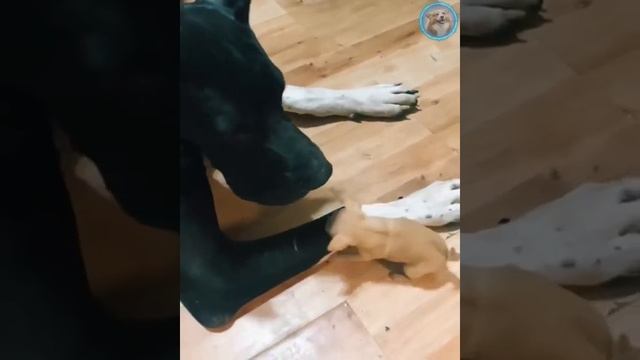 Смешные животные #151.mp4 смотреть онлайн