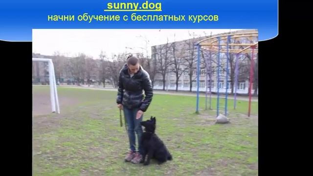 Дрессировка бельгийской овчарки. Команда "рядом" смотреть онлайн