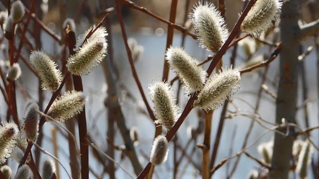 12 свойств ВЕРБЫ, о которых вы НЕ знали смотреть онлайн