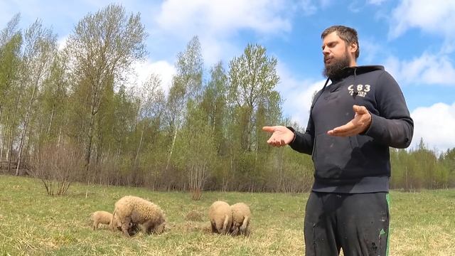 ВЕНГЕРСКАЯ МАНГАЛИЦА ЧТО Я ПОНЯЛ ЗА ОДИН ГОД смотреть онлайн