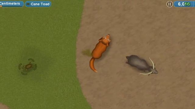 tasty planet #6 дикая собака ДИНГО съела всё и всех в Австралии смотреть онлайн