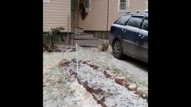 Немецкий шпиц щенки смотреть онлайн