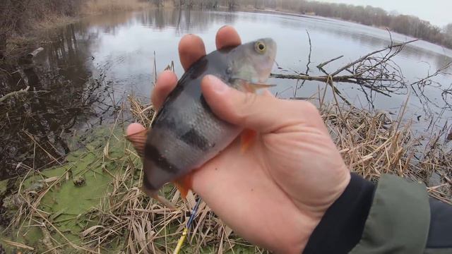 Ловля КРУПНОГО ОКУНЯ на ПОПЛАВОЧНУЮ УДОЧКУ весной! Как ловить ОКУНЯ на ПОПЛАВОК ранней весной смотреть онлайн