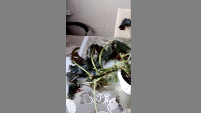 Цветы дома. смотреть онлайн