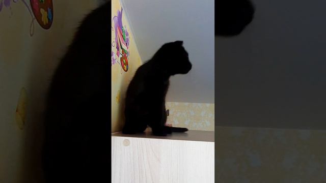 Мой сладкий кот Мейвис