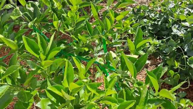 Gonza Gardens & Food Forest - Week 18 | Suburban Garden смотреть онлайн
