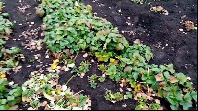 Утепляю на ЗИМУ Землянику "А НУ -КА СОБЕРИ". 11.11.2019г. смотреть онлайн