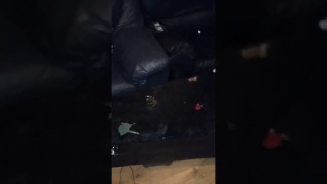 dracula coffin halloween prop смотреть онлайн