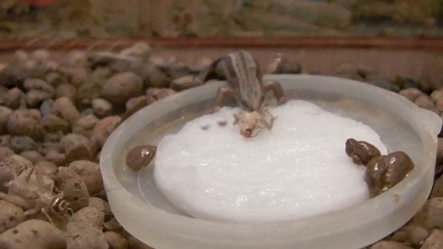 Живородящая ящерица Матильда кушает. The lunch of viviparous lizard. смотреть онлайн