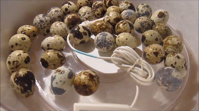 Китайский инкубатор - Это надо сделать перед вылуплением. смотреть онлайн
