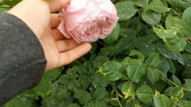 Сорта роз. Роза Нежность Subtlety ? Капустная роза ? Центифолия ? Помогите определить розу!!! смотреть онлайн