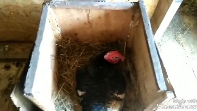 Как посадить индюка на яйца.Индюк-наседка