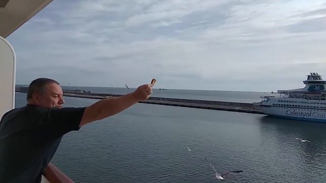 Наша каюта, инструктаж и кормим чаек. смотреть онлайн