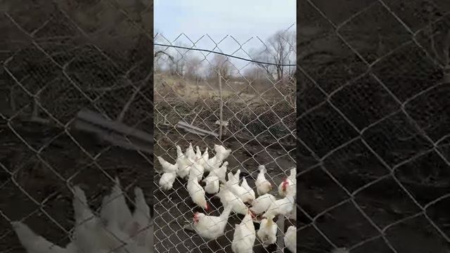 Подробнее о курице леггорн (наше мнение) и не много о проблеме в свиноводстве. смотреть онлайн