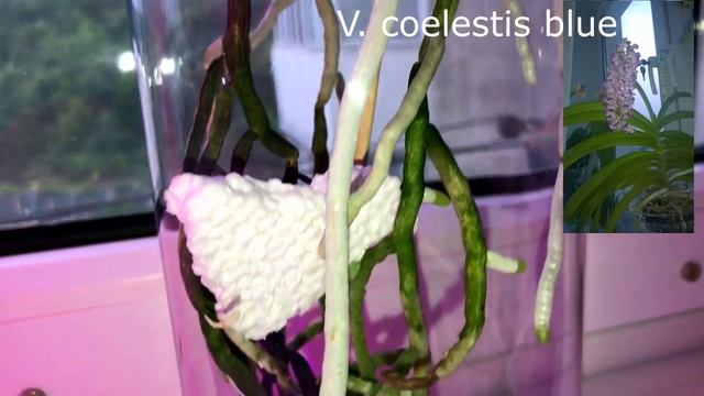 Vanda, update (my orchids)...Орхидея ванда, август 2019 (обзор растений). Цветонос!! смотреть онлайн