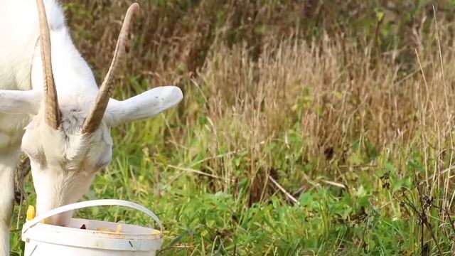 Собрали яблоки и приготовили полезный сок. Октябрь 2019 смотреть онлайн