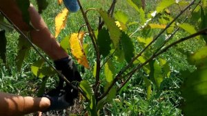 СУПЕР ПРОСТАЯ И БЫСТРАЯ КАЛИРОВКА  ФРУКТОВЫХ ДЕРЕВЬЕВ(ЧЕРЕШНЯ) !!!