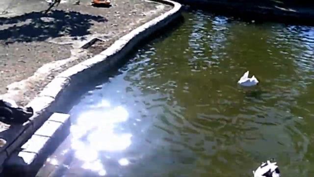 День 8 / Вертолёты, утки в прудах, водная горка, загараем на пляже (Октябрь 2017) смотреть онлайн