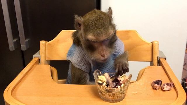 Обезьянка Семён пробует морской коктейль. (Домашние макаки) смотреть онлайн