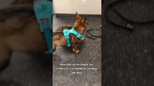 My German Shepherds First Day At Puppy School смотреть онлайн