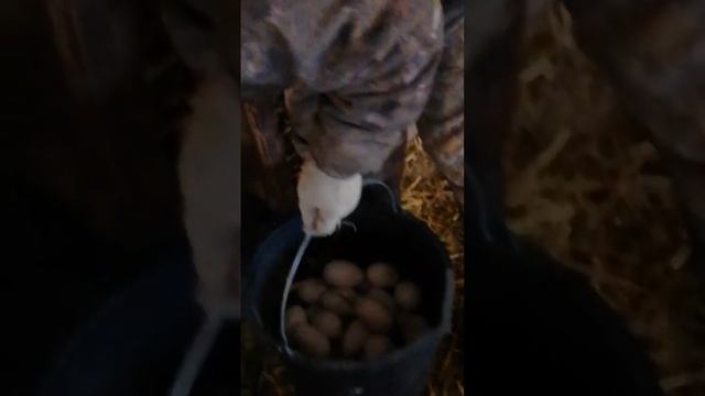 Сбор инкубационного яйца гусей породы Линда. 89631002311. смотреть онлайн