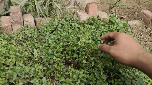 Learn how to grow and harvest mint in your organic kitchen garden in Urdu/hindi смотреть онлайн