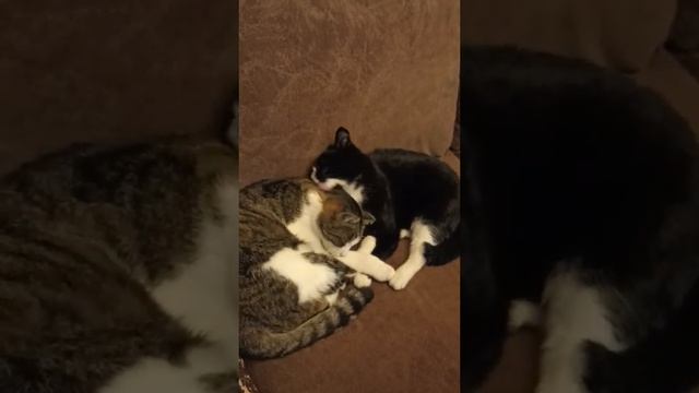 Вася и Муся умываются перед сном ❤️