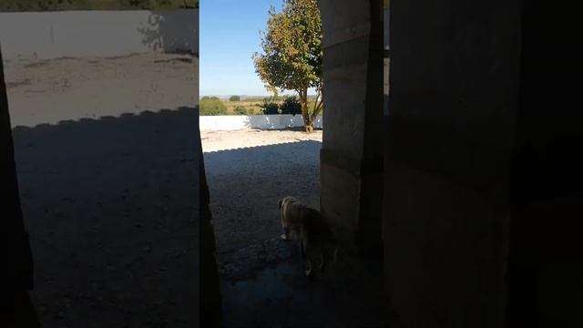 Golden Retriever Portugal. Порода собак Золотой Ретривер в Португалии 🇵🇹 @YouTube  (5) смотреть онлайн