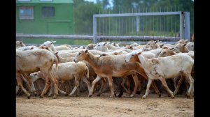 Катумские овцы. Принципы отбора животных на племя. Фермерское хозяйство "Катумы"