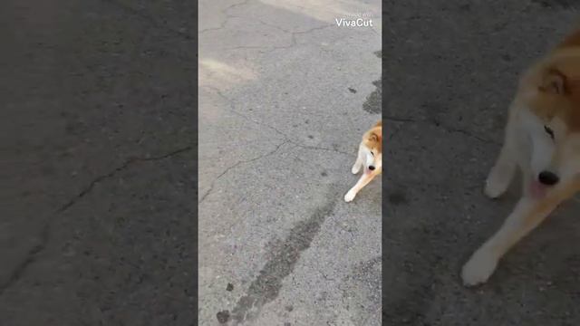 Сиба ину Зуко