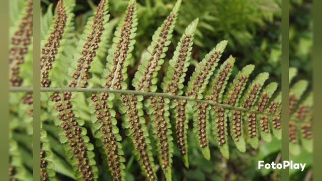 Щитовник гребенчатый смотреть онлайн