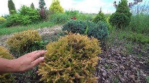 Обгоревшая ТУЯ?!!!! Голден Таффет - вечно-оранжевое хвойное!