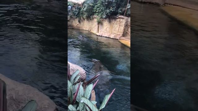 Бегемоты, бегемотики. Кёльнский зоопарк. Zookoeln. Zoologischer Garten Köln смотреть онлайн