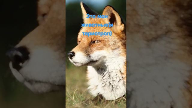 это мои тотемные животные🧡 смотреть онлайн