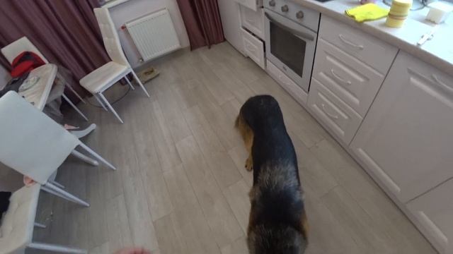 Как жить в однушке с собакой! смотреть онлайн