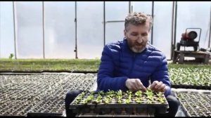 Посадка салата на рассаду