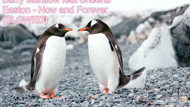 (Barry Manilow feat Sheena Easton) Now and Forever (SLOWED) смотреть онлайн