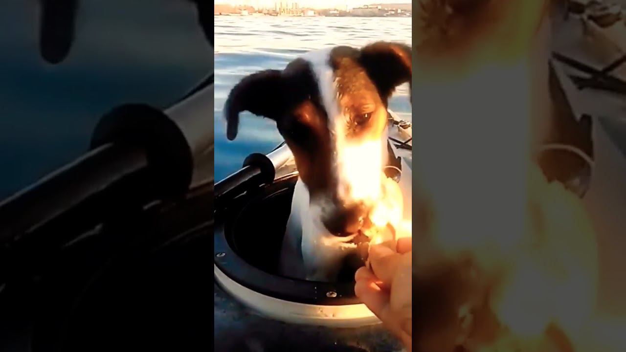 Все любят перекусить в море #shots #blacksea #kayakfishing смотреть онлайн