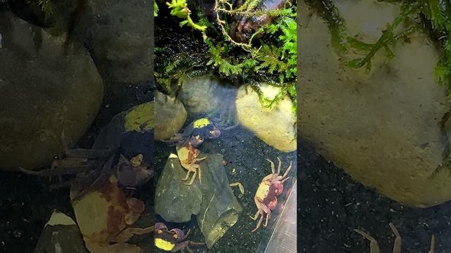 Как линяет #краб вампир видео только в #рутуб