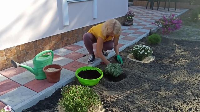 SANTOLINA. SECRETS OF SUCCESSFUL GROWING!How to plant santolina \ What care is needed for santolina смотреть онлайн