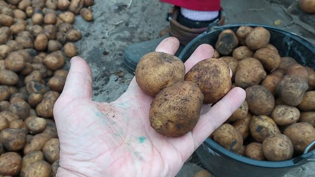 ВЕСЕННИЕ РАБОТЫ В САДУ И ОГОРОДЕ. СЕЗОН ОТКРЫТ. смотреть онлайн