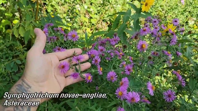 The Coolest Native Plant Garden in the Tri-State Area смотреть онлайн