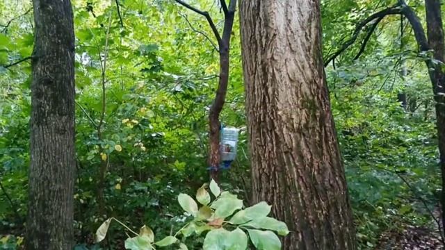 Как белки готовятся к зиме: открываем тайны «Беличьей жизни» смотреть онлайн